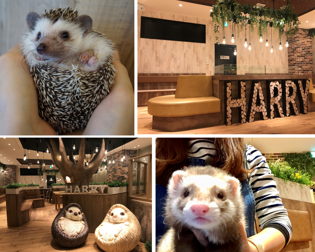 待望のハリネズミカフェが元町にｏｐｅｎ 癒しの動物カフェ Harry 横浜店 スタリス横浜