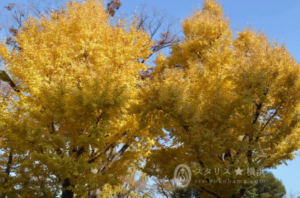 黄金色に輝く横浜山下公園イチョウ並木2018 山下公園のイチョウ並木は、海と空とのコントラストも手伝って、とても美しい人気スポットです。