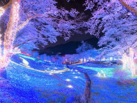 関東最大級・2,500本が昼夜咲き誇る、桜の名所「さがみ湖桜まつり」3月21日より開催 さがみ湖で　“昼も夜も、1日中、桜三昧”　
