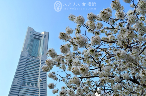 【汽車道】本物のレールを踏みしめながら、横浜お花見散歩を満喫