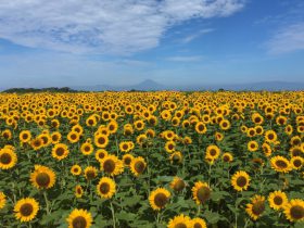 神奈川県横須賀市にある長井海の手公園 ソレイユの丘（指定管理者：長井海の手公園パートナーズ、代表企業：西武造園株式会社）では、2020年7月中旬から8月下旬にかけて約10万本のヒマワリが開花する予定です。夏休みシーズンに約5,000㎡の広大なヒマワリ花畑を、入園無料でお楽しみいただけます。