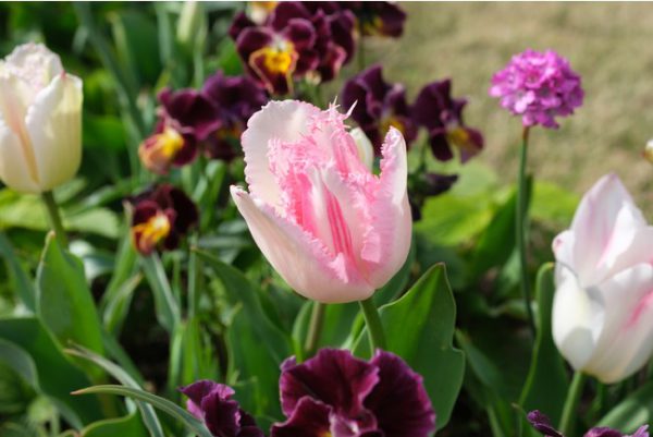 横浜市は、花と緑あふれる横浜の魅力を多くの方に体感いただく「ガーデンネックレス横浜2021」を、3月27日（土）から開催しています。 現在、山下公園や横浜公園などの市内各所で、チューリップが最盛期を迎えています。