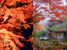 12年ぶりの紅葉ライトアップも開催！横浜の名勝庭園「三渓園」で日本の秋を愉しむ。 2021年11月26日(金)〜12月19日(日)で開催。普段は立ち入ることのできない遊歩道の開放のほか、茶店の秋限定のメニューなども提供します。 横浜市2021年11月25日 14時31分 ツイート はてな 素材DL ・・・ その他 メール Slack Talknote close 横浜市が誇る名勝庭園「三溪園」（所在地：横浜市中区）では、2021年11月26日（金）～12月19 日（日）まで、日本庭園の秋を愉しむ企画の第2弾として『紅葉』を開催します。12年ぶりに実施する紅葉ライトアップや、普段は立ち入ることのできない遊歩道の開放のほか、茶店の秋限定のメニューなどを提供します。未来都市横浜で、古建築と紅葉が織りなす風情をご堪能ください。