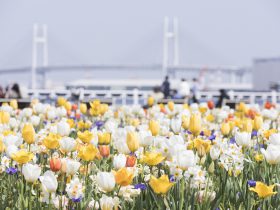 60万本の花々が横浜を彩るフラワーリレーイベント「ガーデンネックレス横浜2022」3月26日（土）から開幕 花と緑のアーティストとのコラボ企画や期間限定の“花グルメ”など、春の魅力が満載！ 横浜市 2022年3月18日 14時58分 5 横浜市は、横浜の街を舞台に美しい花と緑をネックレスのようにつなぐ「ガーデンネックレス横浜2022」を2022年3月26日(土)から6月12日(日）まで開催します。「ガーデンネックレス横浜」は、2017年の「全国都市緑化よこはまフェア」開催以来、花と緑にあふれる都市「ガーデンシティ横浜」を推進するリーディングプロジェクトとして毎年開催し、今年で6年目を迎えます。横浜を象徴する港の景観とともに、サクラにはじまり、チューリップ、バラ、ユリとリレーするように咲き誇る花々が楽しめます。横浜の名が付いたサクラ品種「横浜(ヨコハマ)緋(ヒ)桜(ザクラ)」や横浜市限定のチューリップ品種「ラバーズタウン」、関東でも最多の品種を誇るバラの競演も見所です。