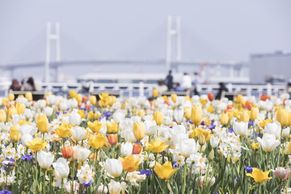 60万本の花々が横浜を彩るフラワーリレーイベント「ガーデンネックレス横浜2022」3月26日（土）から開幕 花と緑のアーティストとのコラボ企画や期間限定の“花グルメ”など、春の魅力が満載！ 横浜市 2022年3月18日 14時58分 5 横浜市は、横浜の街を舞台に美しい花と緑をネックレスのようにつなぐ「ガーデンネックレス横浜2022」を2022年3月26日(土)から6月12日(日）まで開催します。「ガーデンネックレス横浜」は、2017年の「全国都市緑化よこはまフェア」開催以来、花と緑にあふれる都市「ガーデンシティ横浜」を推進するリーディングプロジェクトとして毎年開催し、今年で6年目を迎えます。横浜を象徴する港の景観とともに、サクラにはじまり、チューリップ、バラ、ユリとリレーするように咲き誇る花々が楽しめます。横浜の名が付いたサクラ品種「横浜(ヨコハマ)緋(ヒ)桜(ザクラ)」や横浜市限定のチューリップ品種「ラバーズタウン」、関東でも最多の品種を誇るバラの競演も見所です。