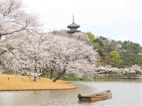 横浜・三渓園が１年でもっとも華やかな光景を迎える春　満開の桜とジャズ演奏を楽しむ『桜めぐり』開催！ 横浜市 2023年2月15日 10時00分 0 国指定名勝「三溪園」（所在地：横浜市中区）では、2023年3月25日(土)から4月4日(火)まで『桜めぐり』を開催します。東京ドーム4個分の広大な敷地をもつ三溪園では、3月上旬～4月中旬にかけて9種類約250本の桜が咲き誇り、関東圏ではめずらしい特色ある岐阜県ゆかりの桜を愛でることもできます。 期間中は、外苑の大池周辺の桜と古建築を中心としたライトアップをおこない、週末には横浜とつながりの深いジャズのライブ演奏や親子で楽しめるワークショップを開催します。昼間の景観とは異なる幻想的な空間の中に浮かびあがる白雪のような桜と歴史的建造物の競演は必見です。春爛漫の日本の美をお楽しみください。