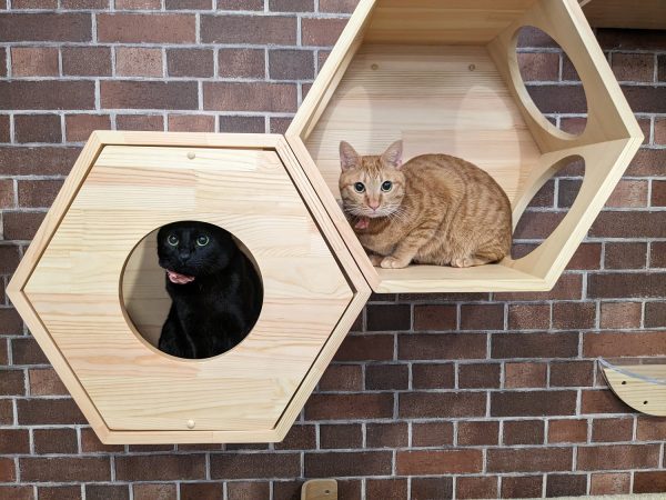 猫と猫好きのためのシェアハウス『にゃんこの森横浜』空室が発生しました！ 『猫と猫好きに囲まれて暮らす豊かさ』 株式会社彩ファクトリー 2024-07-04 09:00 猫と猫好きに特化したコンセプト型シェアハウス『にゃんこの森横浜』に空室が発生しました！猫カフェのようなラウンジで、猫と触れ合いながらくつろげる毎日。猫好きの入居者に囲まれて、気の合う友達がそばにいる心地よさ。他では得られない猫好きのコミュニティをお楽しみください。