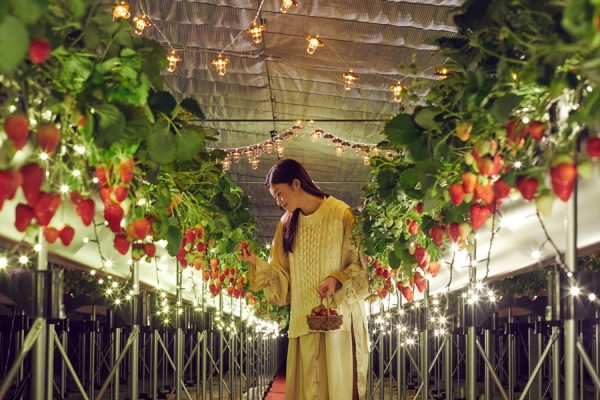 【リゾナーレ熱海】イルミネーション輝くハウスを貸し切り！夜のいちご狩り「ナイトストロベリーツアー」開催 〜摘みたての紅ほっぺを味わう贅沢クレープシュゼット＆オリジナルカクテルで余韻に浸る特別な夜〜 星野リゾート 2025年11月19日 11時00分 33件のいいね！がされています イルミネーションが輝く貸し切りのハウスでの夜のいちご狩り 空と海と森が彩る空間で、心弾む滞在が叶うリゾートホテル「リゾナーレ熱海」では、2026年1月6日～3月30日までの偶数日限定で、イルミネーション輝くハウスを貸し切る夜のいちご狩り「ナイトストロベリーツアー」を開催します。1日1組限定の空間で、摘みたての静岡生まれのいちご「紅ほっぺ」を贅沢に使ったクレープシュゼットを味わうほか、客室へ戻ってからも紅ほっぺを使用したオリジナルカクテルを楽しむことができます。ライトアップされた夜のいちご畑という非日常空間で、思う存分いちごを堪能するプログラムです。 背景 冬に旬を迎えるいちごは、その甘酸っぱさと見た目の可愛らしさから、老若男女に愛されるフルーツです。特に静岡県内で生産されるいちごの大半を占める「紅ほっぺ」は、果実が大きく香りが豊かなことが特徴です（＊1）。静岡県を代表する紅ほっぺの美味しさを多くの人に知ってほしいという思いから、こだわりの紅ほっぺを栽培する「伊豆ホーリーズ」のハウスを貸し切り、採れたてのいちごを味わう本プログラムを企画しました。イルミネーションで装飾された幻想的な空間で、ここでしか味わえない贅沢な体験を提供し、お客様に心に残る思い出を創っていただくことを目指します。 ＊1　参考：静岡県公式ホームページ、JA遠州中央公式ホームページ